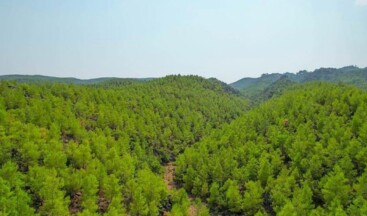 Muğla’da ormanlara giriş yasaklandı