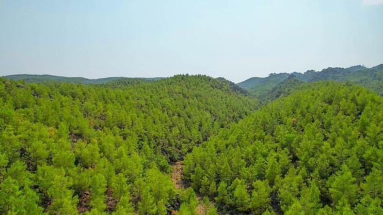 Muğla’da ormanlara giriş yasaklandı