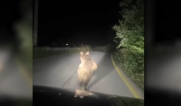 Aracıyla ayıyı kovaladı, tepki gelince özür diledi