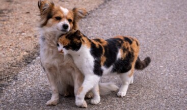 Avrupa, barınaklardaki kedi ve köpeklerin refahı için yasa tasarladı