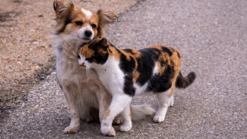 Avrupa, barınaklardaki kedi ve köpeklerin refahı için yasa tasarladı