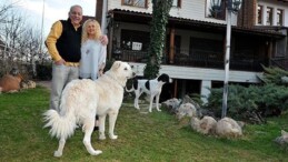 Bekir Coşkun’un eşi Andree Hanım’dan sokak köpekleri için uyarılar