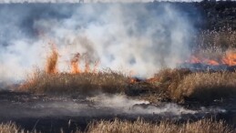 Buğday, mercimek ve arpa ekiliydi! 400 dönüm arazi kül oldu