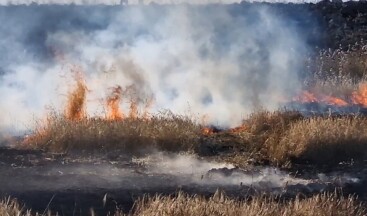 Buğday, mercimek ve arpa ekiliydi! 400 dönüm arazi kül oldu