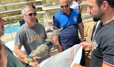 Evinde timsah besliyordu… Gözaltına alındı