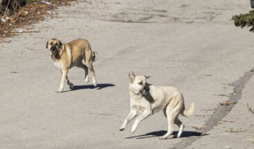 Hasta köpekleri Ankara’ya götürdüğü belirtilen iki kişiye gözaltı