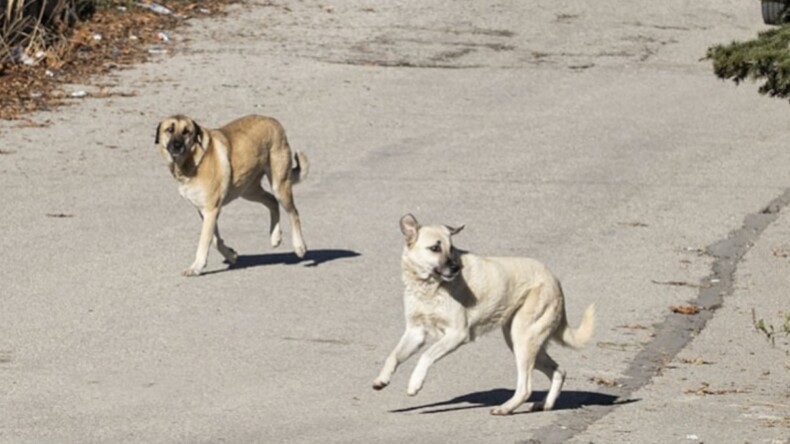 Hasta köpekleri Ankara’ya götürdüğü belirtilen iki kişiye gözaltı