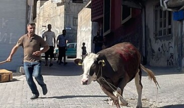 İstanbul’da ‘Boğa Yakalama Timleri’ kuruldu