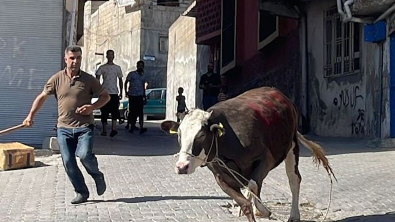 İstanbul’da ‘Boğa Yakalama Timleri’ kuruldu