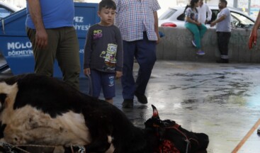 Kurban Bayramı’nda çocuklarda korku ve şaşkınlık