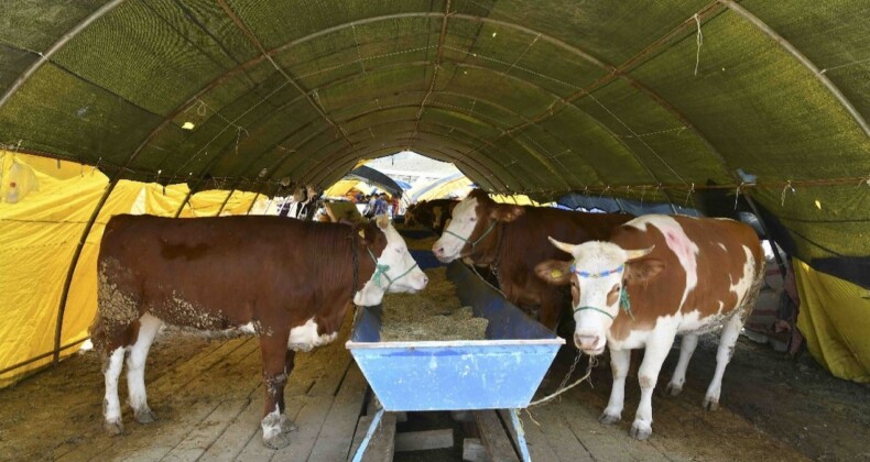 Kurban fiyatları ne kadar? Kurbanlık fiyatları büyükbaş, küçükbaş…