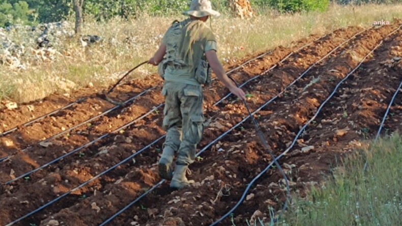 Modern tarımla kenevir yetiştiriciliği