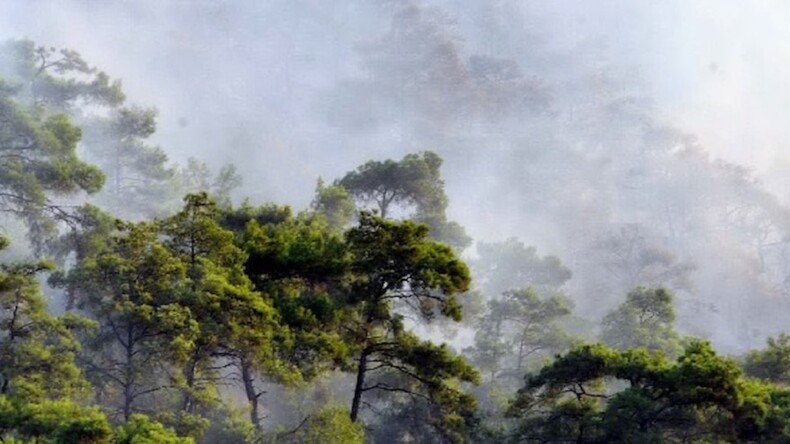 Muğla’da orman yangını çıktı… Rüzgarın etkisiyle büyüyor