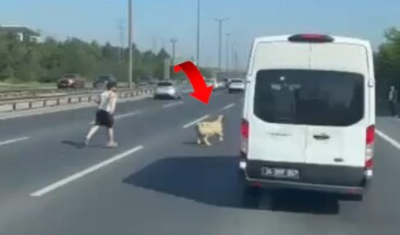 TEM’de koyun alarmı: Trafiği birbirine kattı