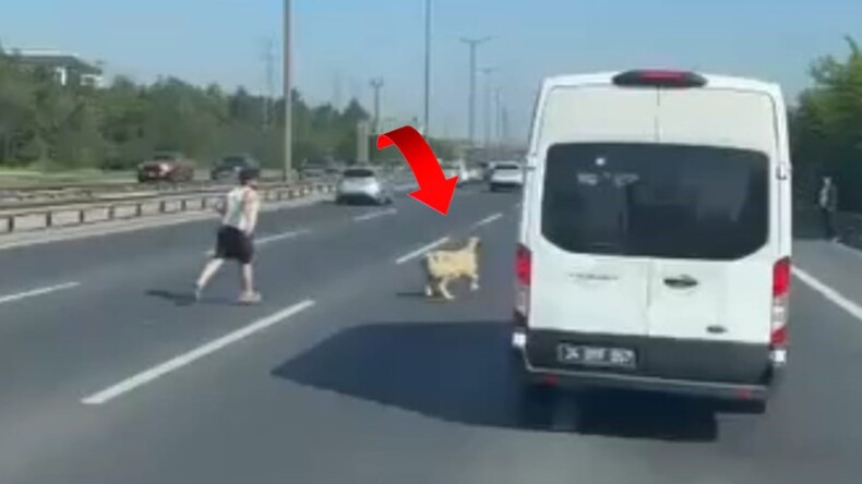 TEM’de koyun alarmı: Trafiği birbirine kattı