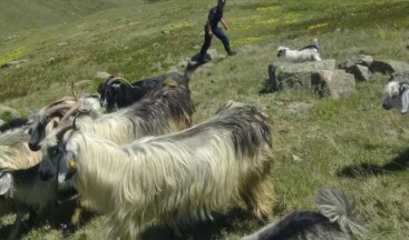 Trabzon’da bir garip keçi meselesi