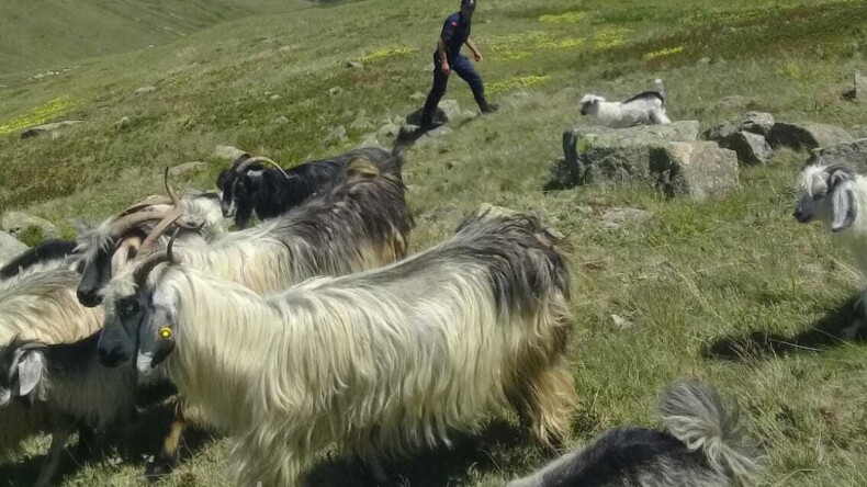 Trabzon’da bir garip keçi meselesi