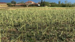 Trakya’da dolu yağdı, çiftçiler perişan oldu