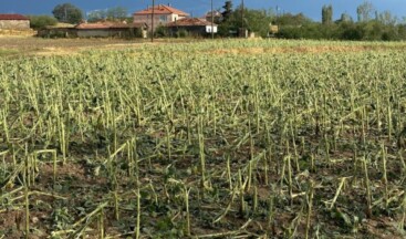 Trakya’da dolu yağdı, çiftçiler perişan oldu