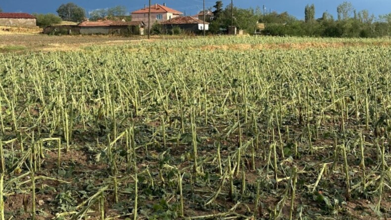 Trakya’da dolu yağdı, çiftçiler perişan oldu