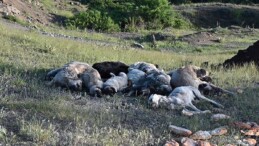 Vahşet! 20’den fazla köpeği iğne ile öldürdüler