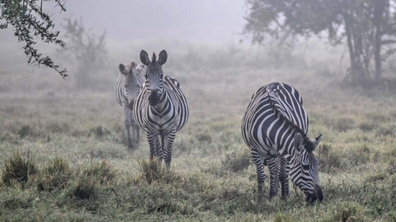 Vahşi yaşam parkları safari meraklılarını cezbediyor