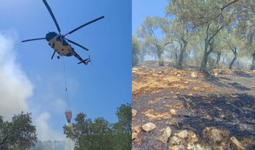 Zeytinlik yangınında 30 dönüm alan zarar gördü