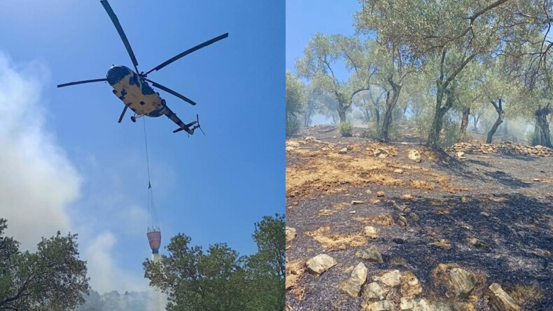 Zeytinlik yangınında 30 dönüm alan zarar gördü