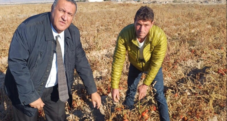 CHP Milletvekili Ömer Fethi Gürer: Boz toprak kırmızıya çaldı, domates tarlada kaldı