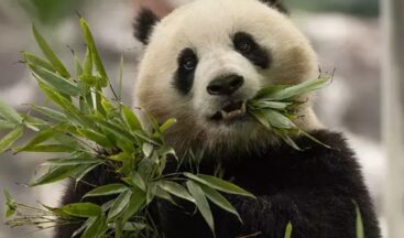 Çin’den ABD’ye iki yeni panda gönderiliyor