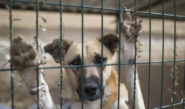 Çöpten ölü köpek ve kediler çıktı!