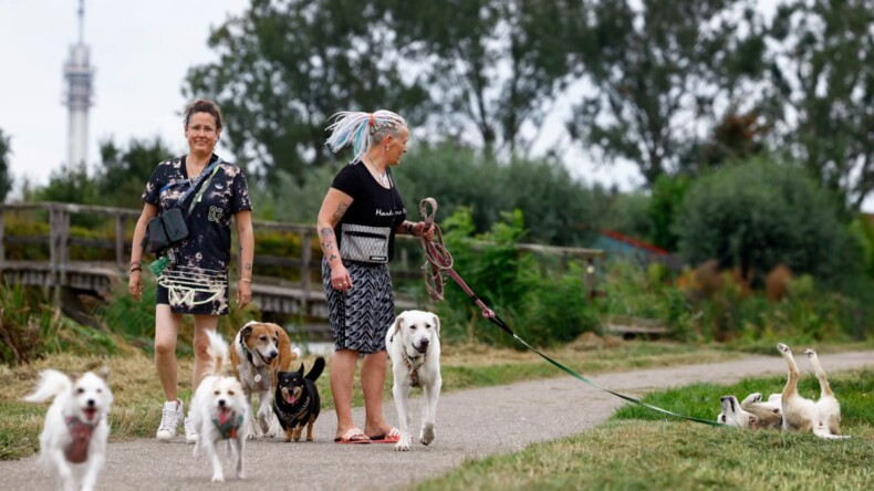 Köpek vergisinde rekor gelir: 421 milyon euro toplandı