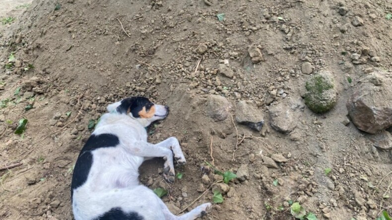 Teo, trafik kazasında hayatını kaybeden sahibini mezarından ayrılmadı