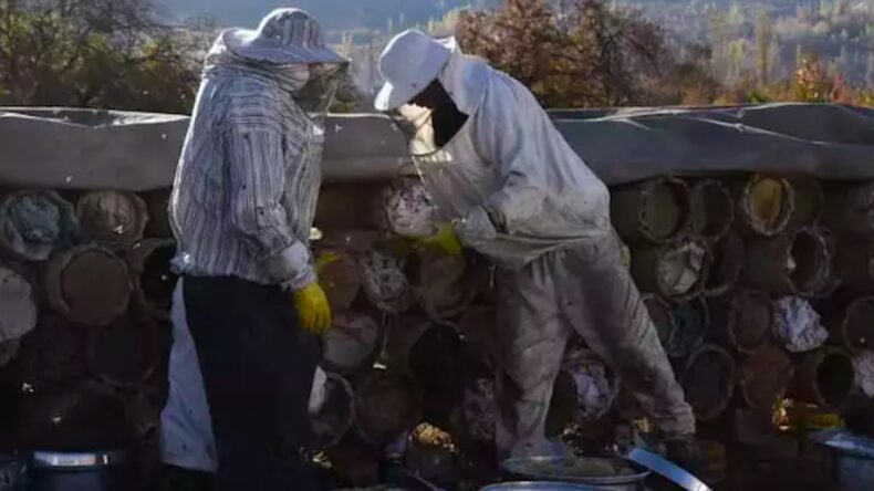 Bitlis’te en tatlı hasat başladı: Kilosu 2 bin liradan satılıyor