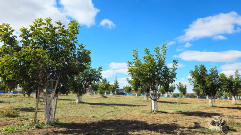 Geç başlayan hasatta çuvallar doldu taştı: Kilosu 250 liradan satılıyor