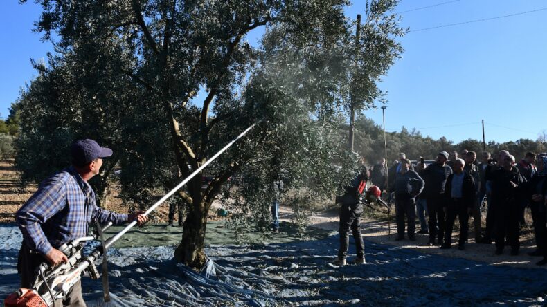 Hasat başladı, mahsul dallardan taştı: Bu yıl sofralara küçücük gelecek