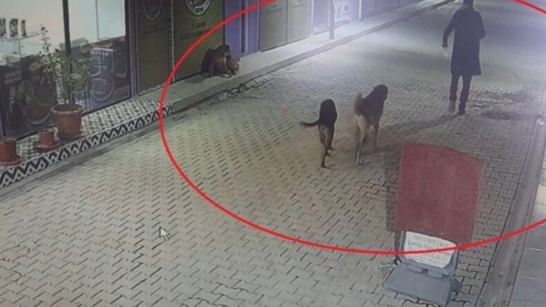 Hatay’da vahşet: 4 kediyi sokak köpekleri parçaladı