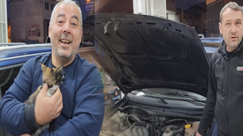 Kaybolan kedi ‘Leydi’ bir gün sonra otomobilin kaputundan çıktı