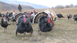 Yılbaşı sofralarının vazgeçilmezi hindi fiyatları belli oldu