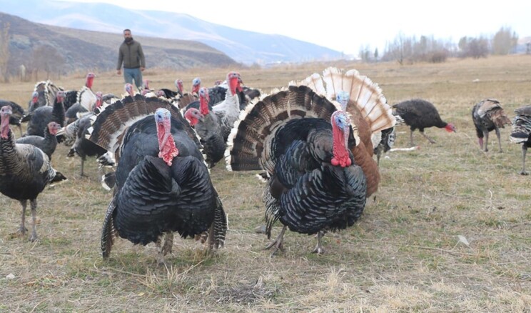 Yılbaşı sofralarının vazgeçilmezi hindi fiyatları belli oldu